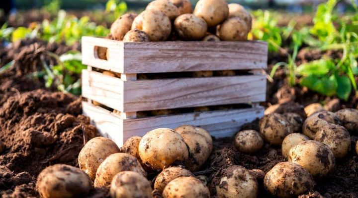 cách bảo quản khoai tây không bị mọc mầm