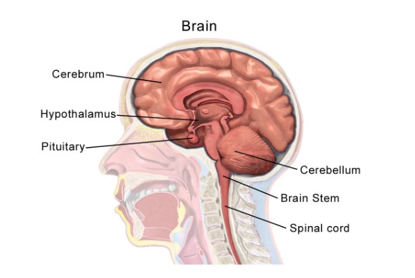 Não bộ con người
