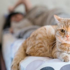 cách làm sạch nước tiểu mèo trên nệm