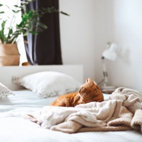 cách làm khô nệm của bạn