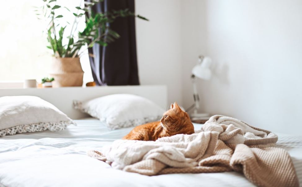 cách làm khô nệm của bạn