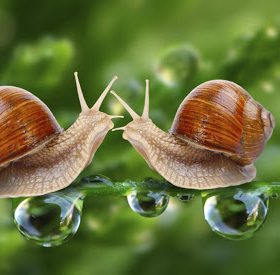 ốc sên có ngủ không