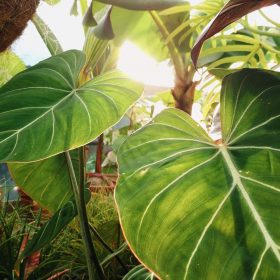 Mệnh Mộc hợp màu gì và kỵ màu gì