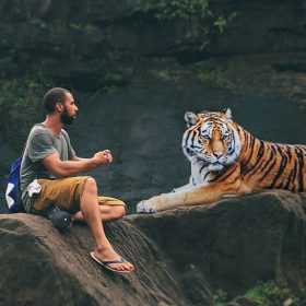 Nam Nữ tuổi Dần hợp màu gì và kỵ màu gì nhất