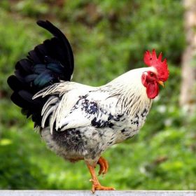 Tuổi Quý Dậu 1993 hợp màu gì