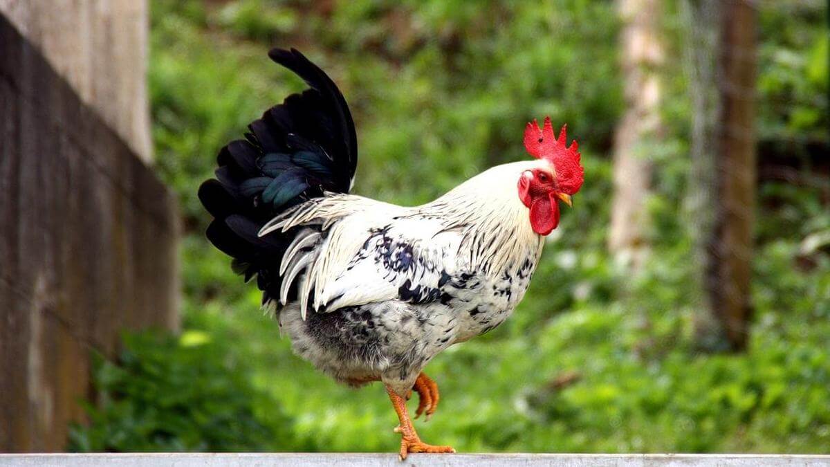 Tuổi Quý Dậu 1993 hợp màu gì