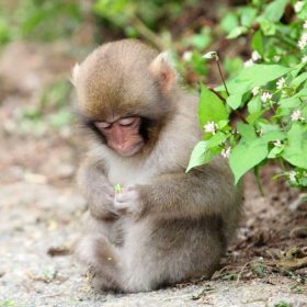 Tuổi Thân hợp màu gì?