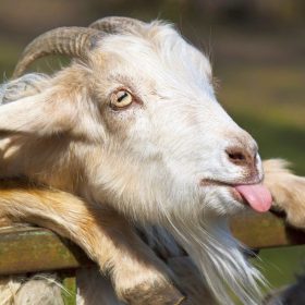 Sinh năm 1967 hợp màu gì? Kỵ màu gì?