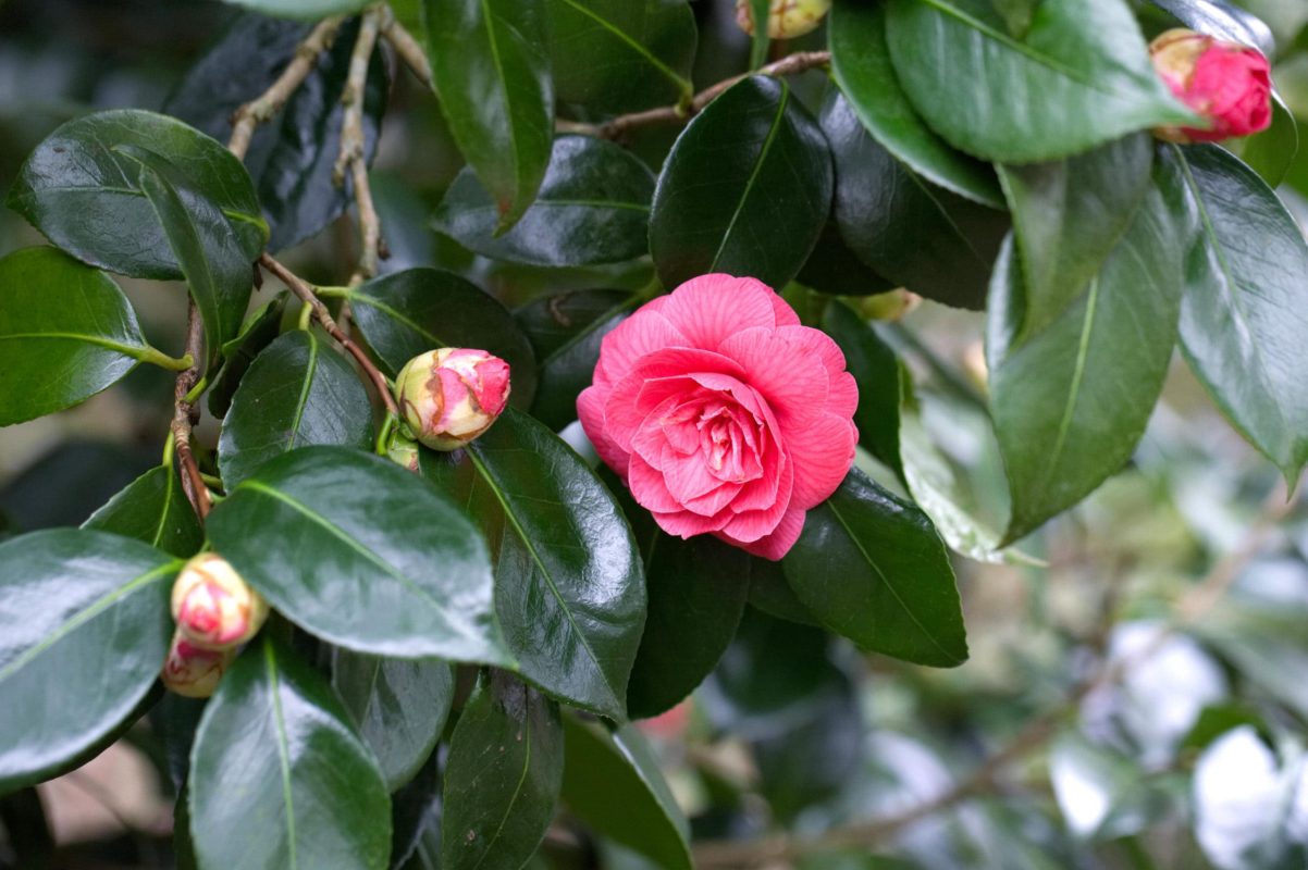 các loại trà hoa