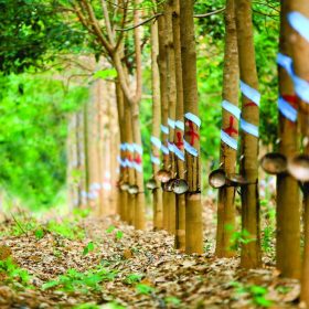 đặc tính cao su thiên nhiên